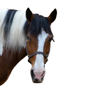 A brown and white horse with a blaze, black and white mane, and a leather halter.